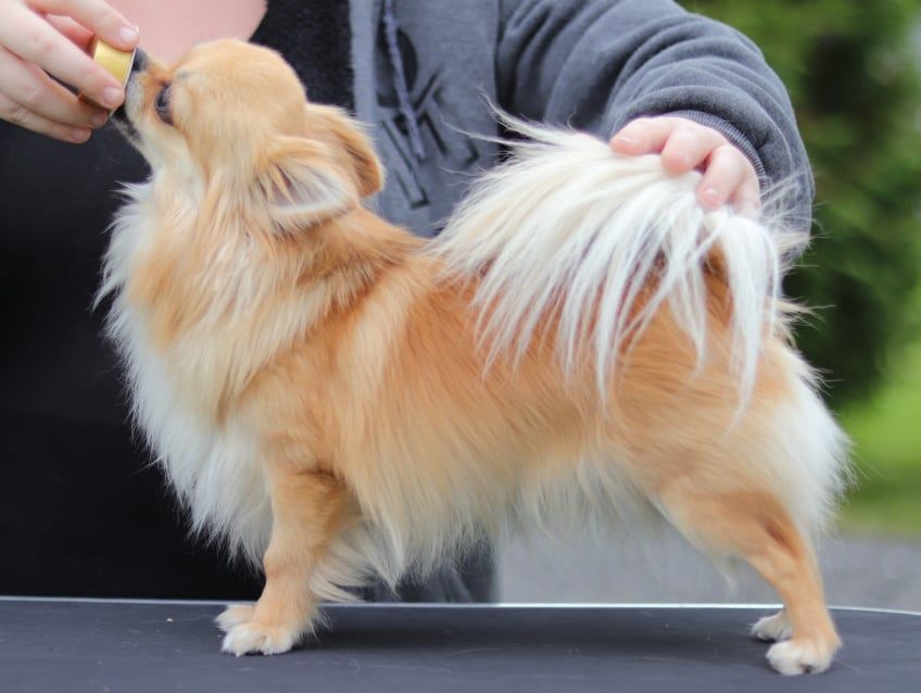 Fluffy av Thelmina