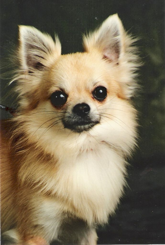 Natimuk Marmaduke