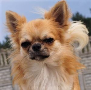 Teodore Dogomania