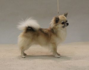 Chi's Lovely Cassio
