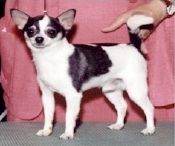 Ouachitah Lucky-Of-Misalou