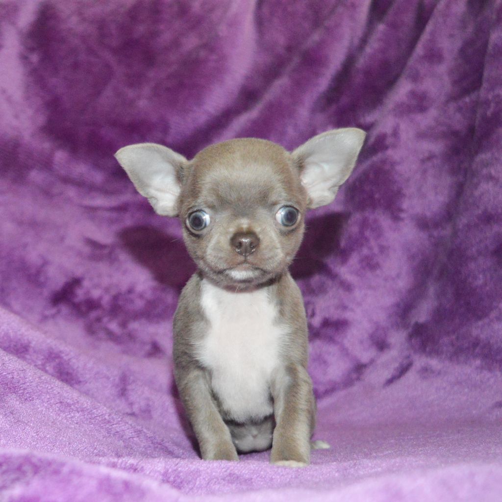 Lowenlove Mini Marshmallow