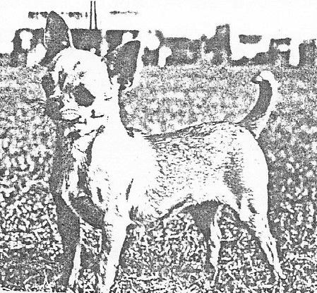 Apoco Deodar Leading Lady