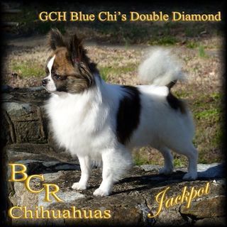 Blue Chi's Double Diamond