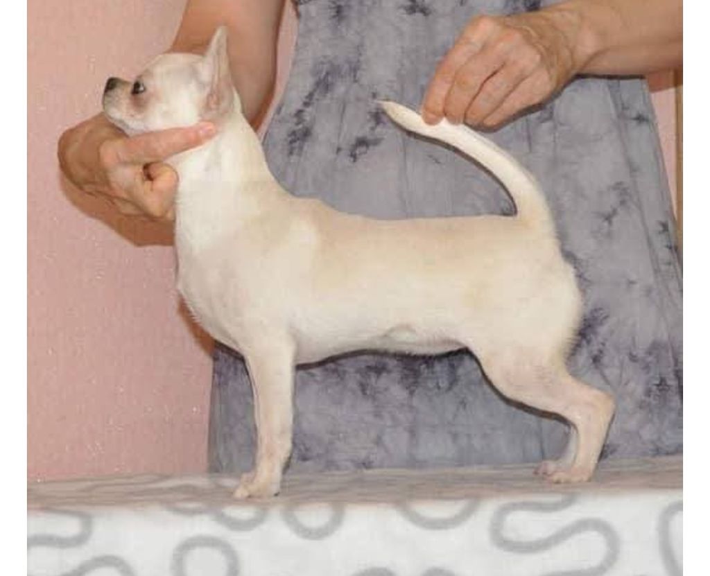 Sibirskiy Brend Show Star Stella