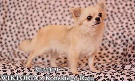Wiktoria Z Konskiego Raju