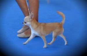 Microschihuas Keep Cool
