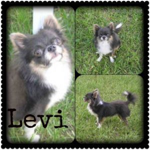 Weechis N' Susv's Levi