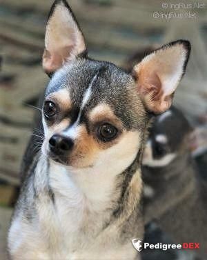 Balbina Nice Dog Club