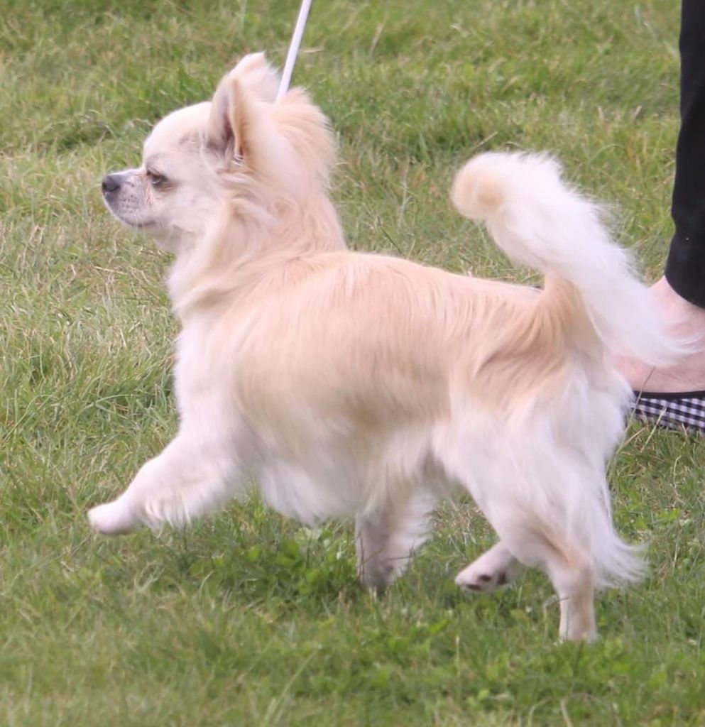 Cheekychi Reign of Terror