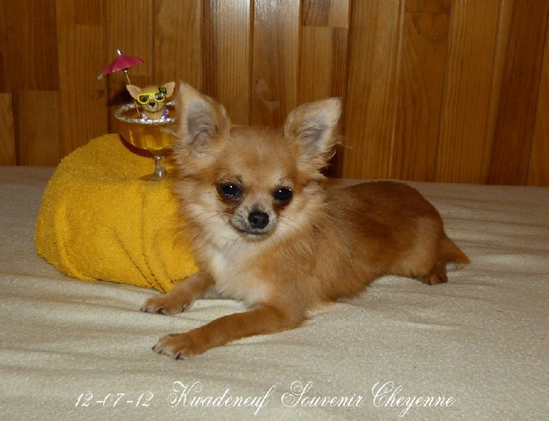 Kwadeneuf Souvenir Cheyenne