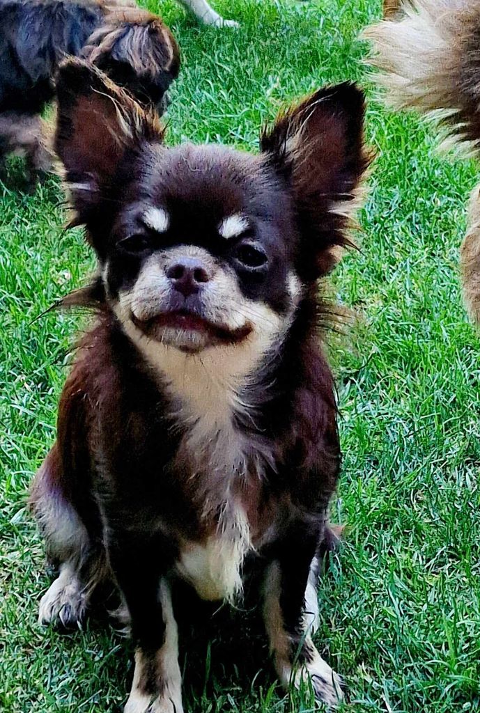Medelaine Tipich.chihuahua