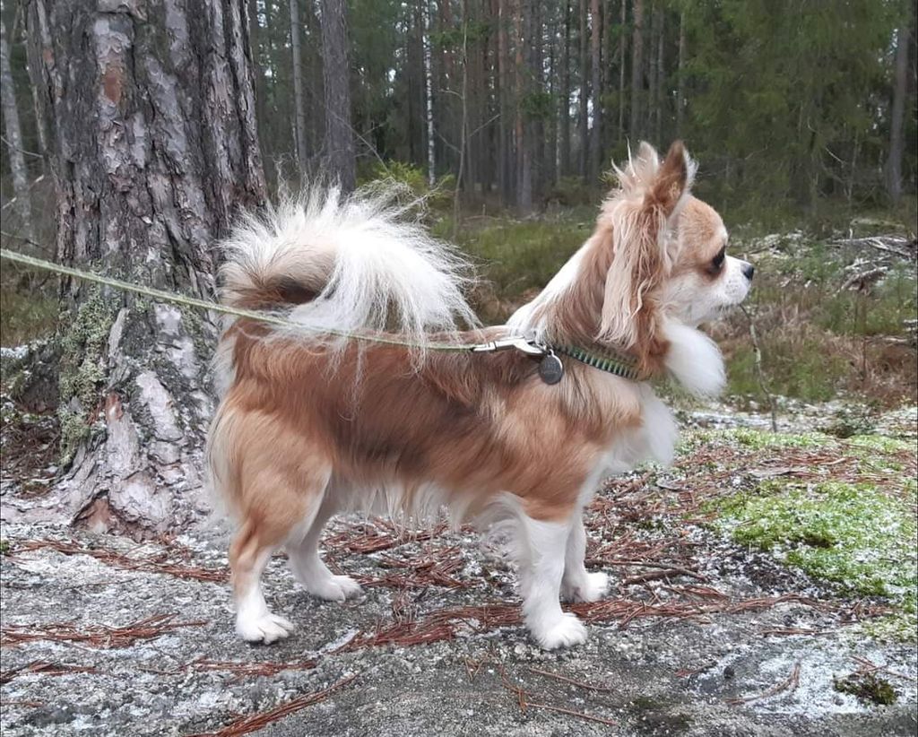 FOREST CREATURES BARTHOLOMEW