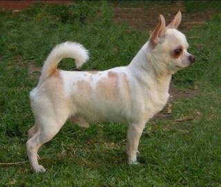 Pepo (Gomez)