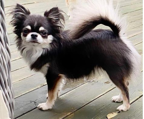 A Small Paw Perfect Blue