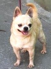 Otis Two-Step (Esquer)