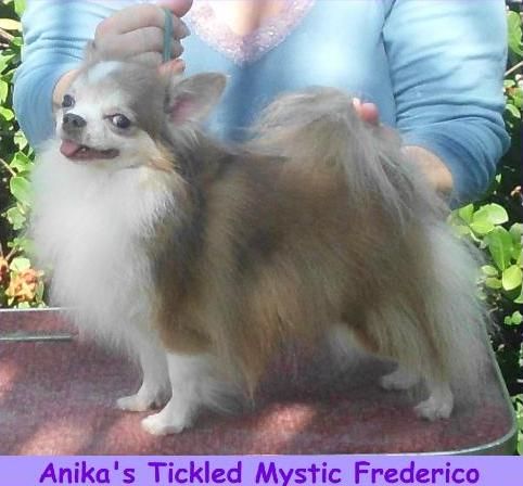 Anika's Tickled Mystic Frederico