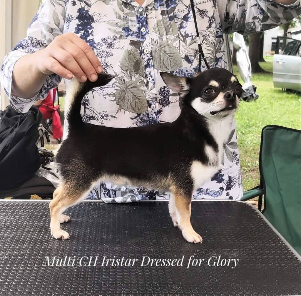 IRISTAR DRESSED FOR GLORY
